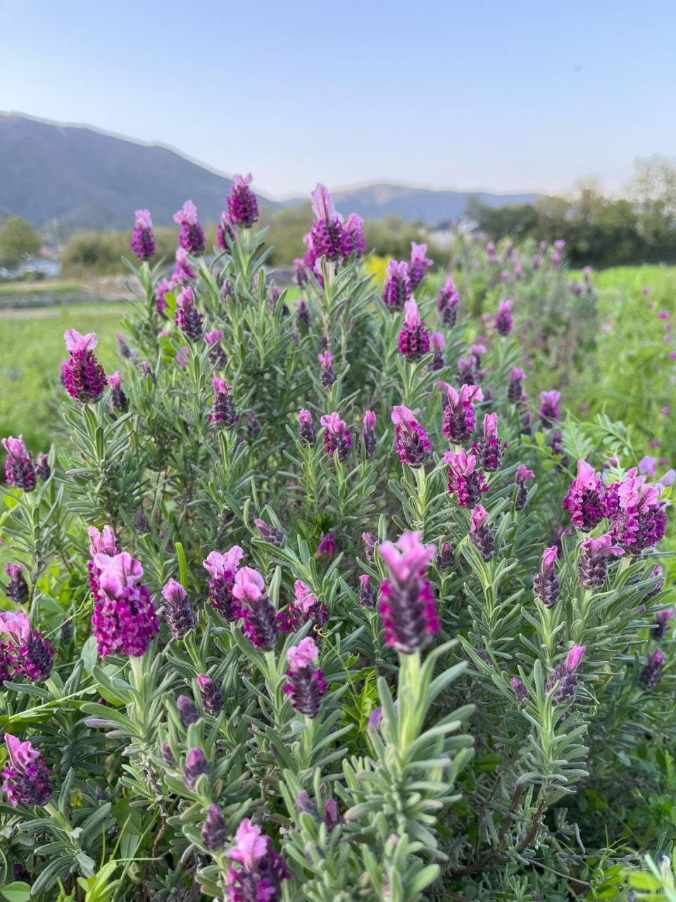 合同会社Organic herb center