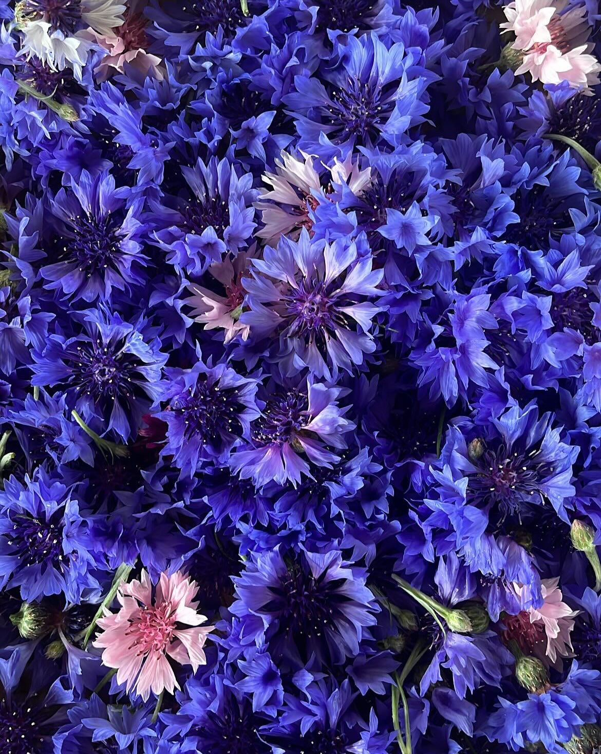 【｜NEW ENERGY大阪 出展｜9月13〜14日 】