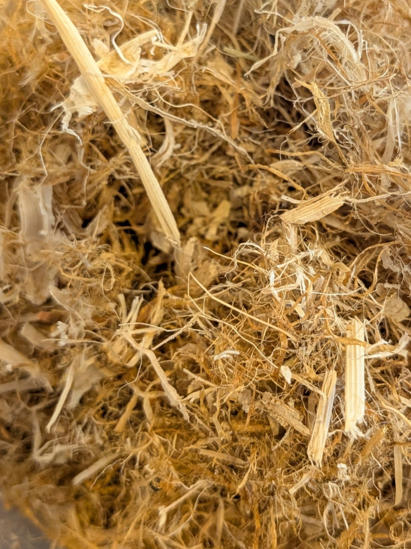 【山添村の原種マコモバーム】