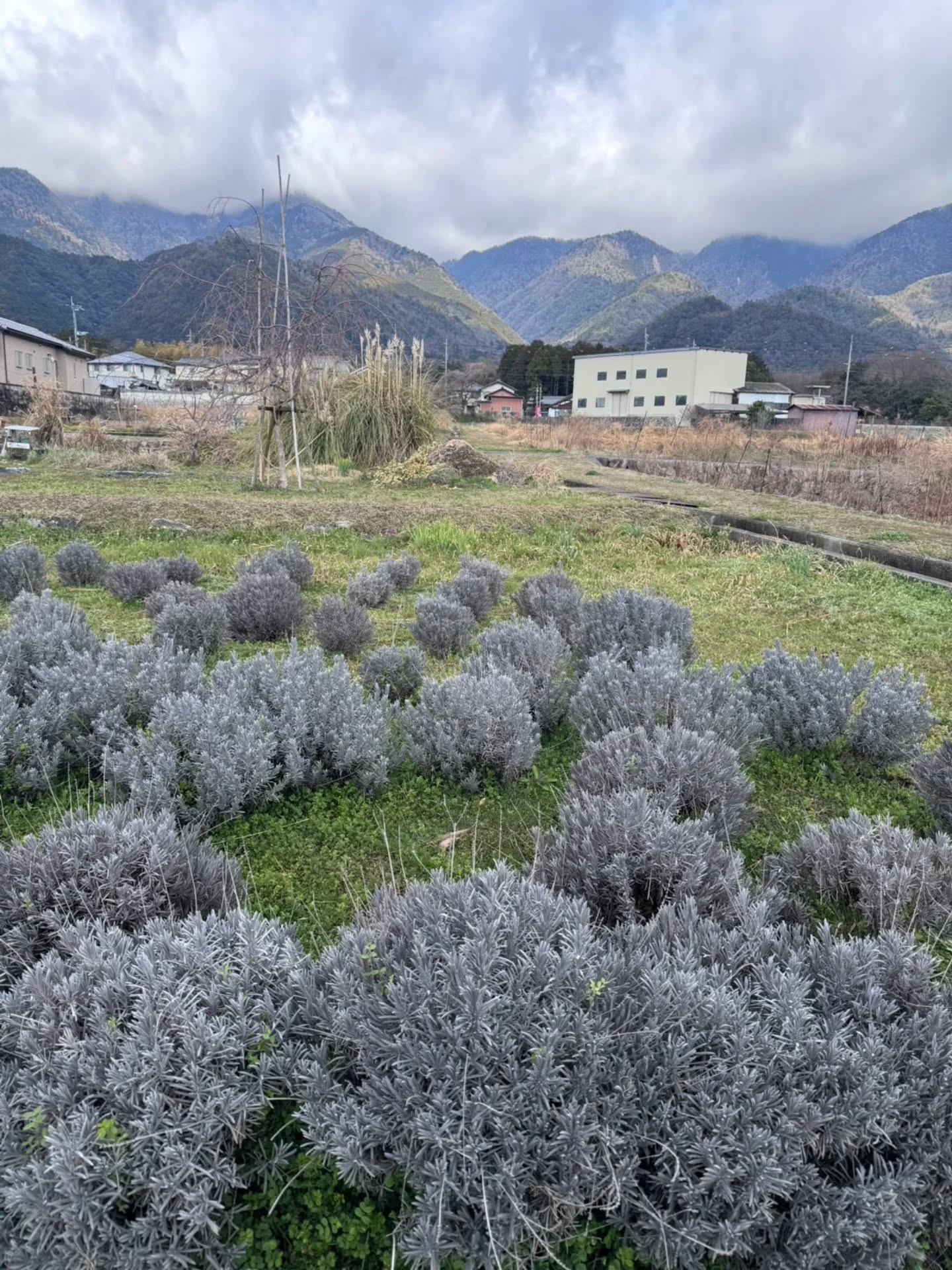 【2026年1回目 新月ツチミズレポート】