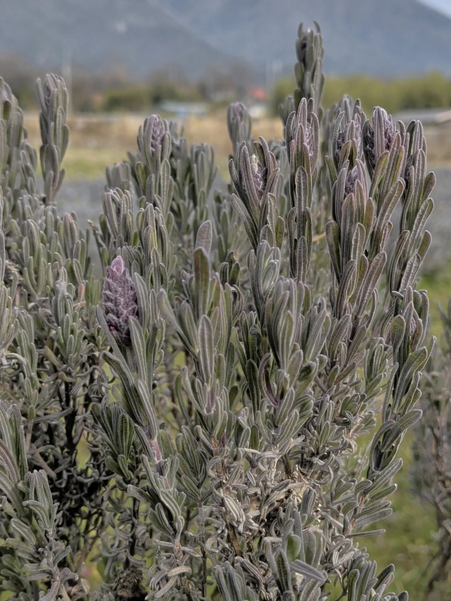 【明日はKusatsu GREEN market お得なワー...