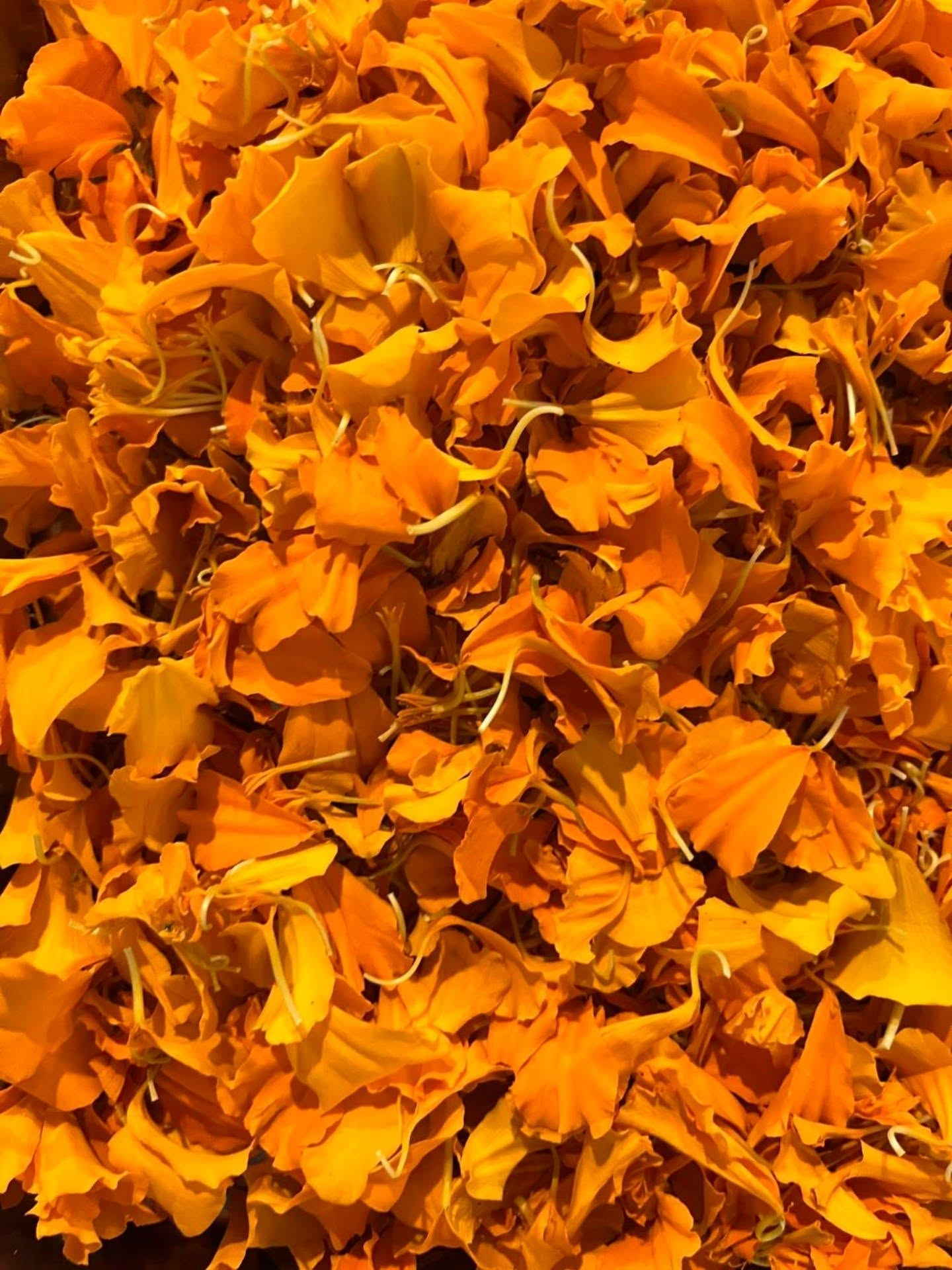 【奈良・御杖村のスガノオーガニックさんでWS】