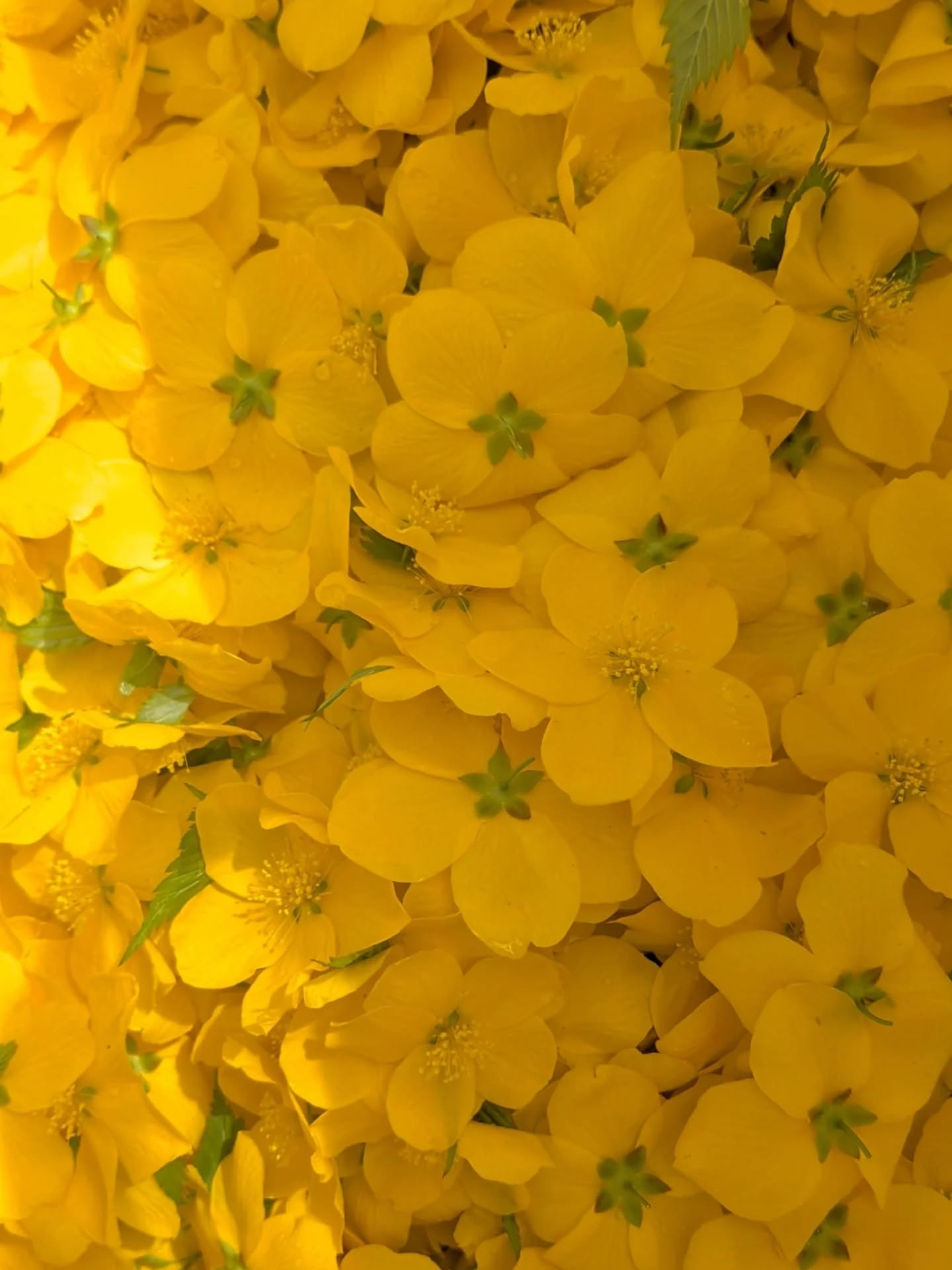 【春の手仕事 ヤマブキ編】