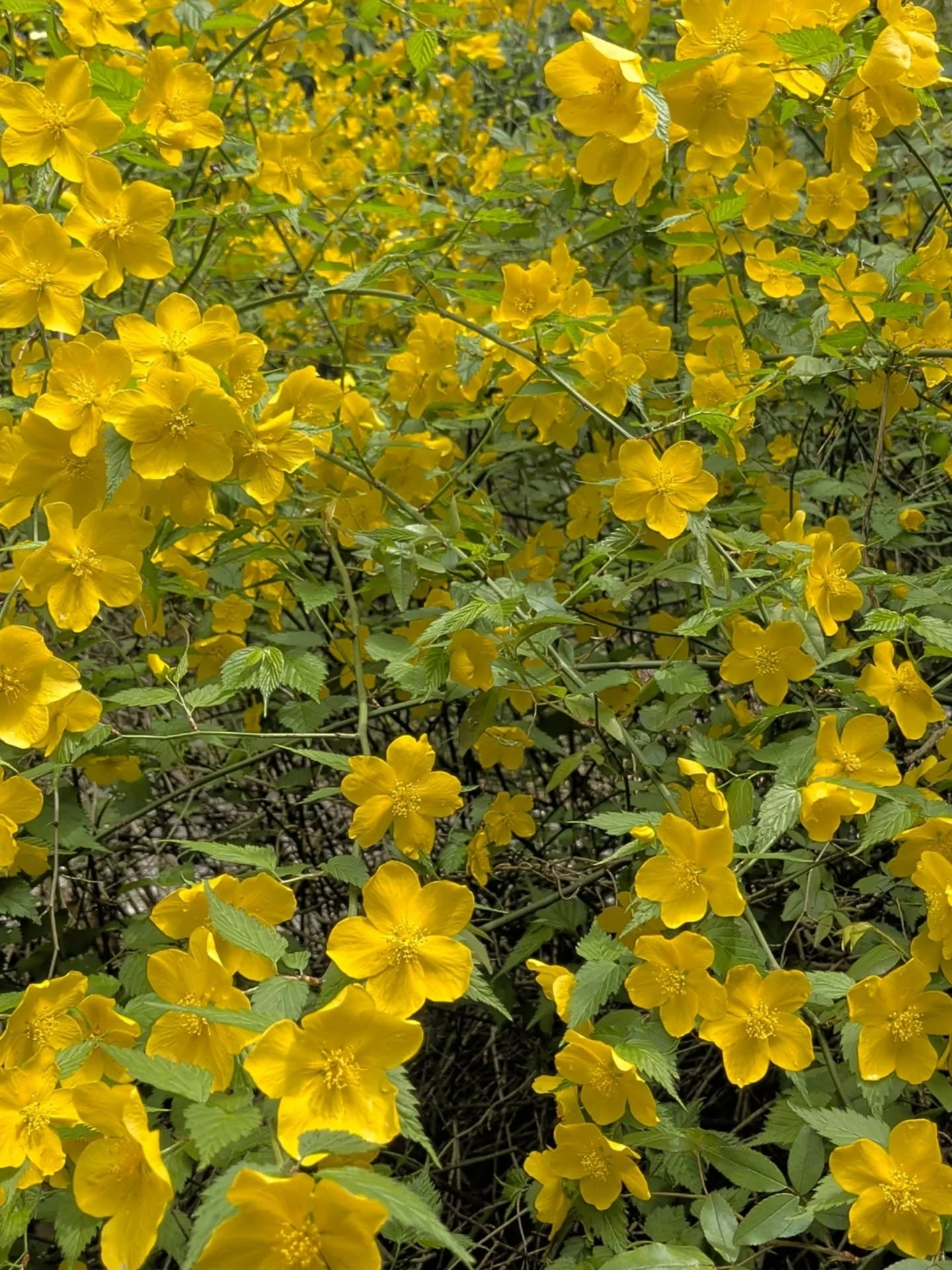 【春の手仕事 ヤマブキ編】