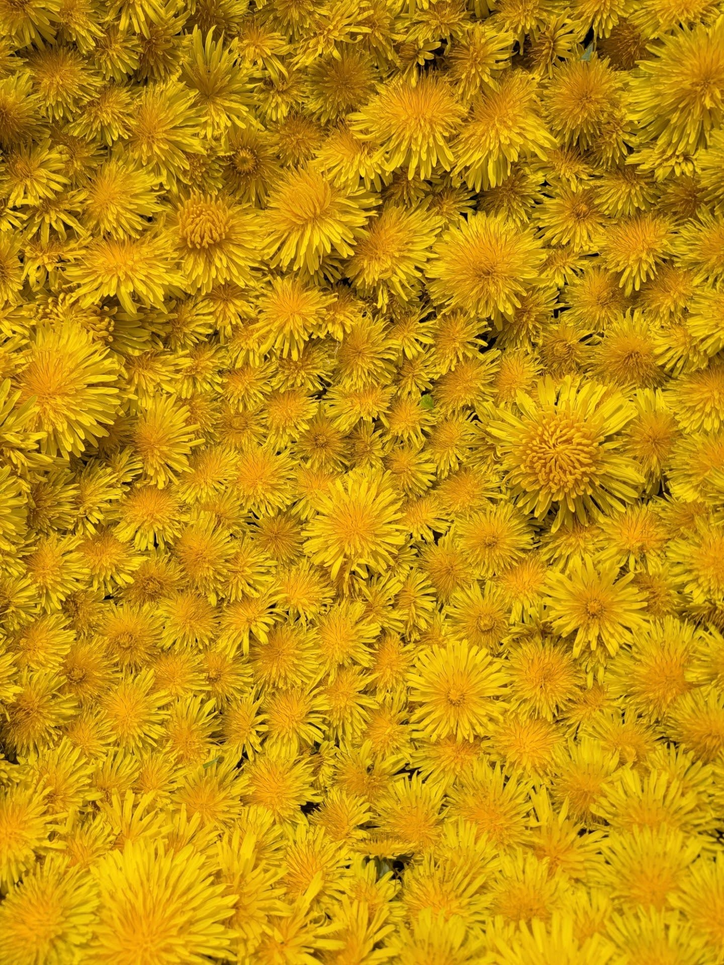 【春の手仕事　タンポポ編】