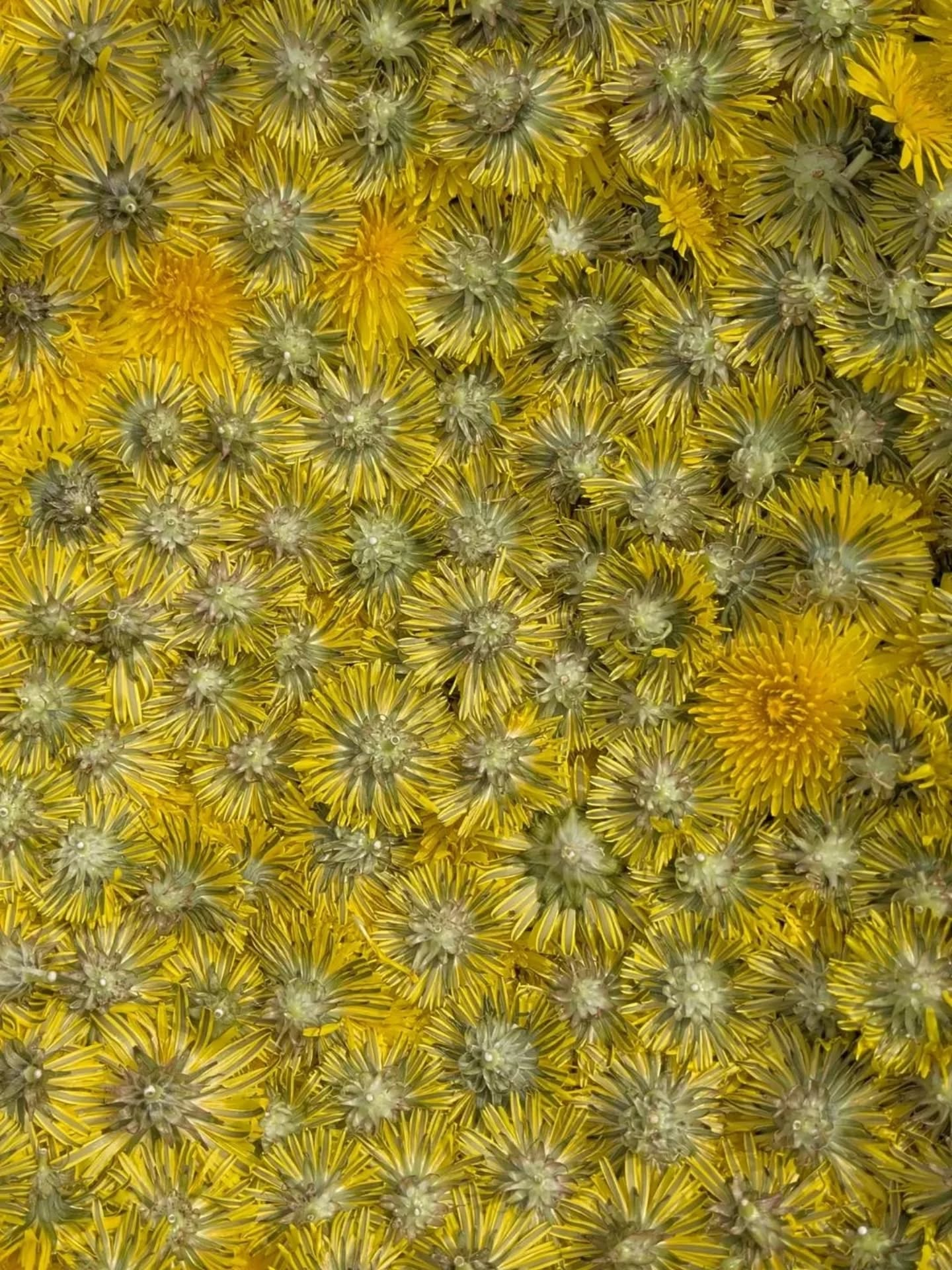 【春の手仕事　タンポポ編】