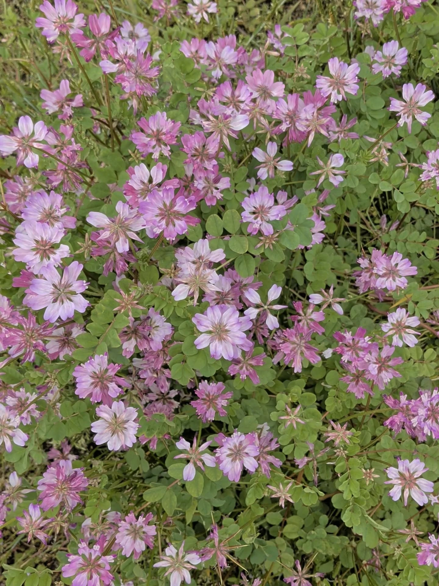 【4.16 ツチミズレポート】