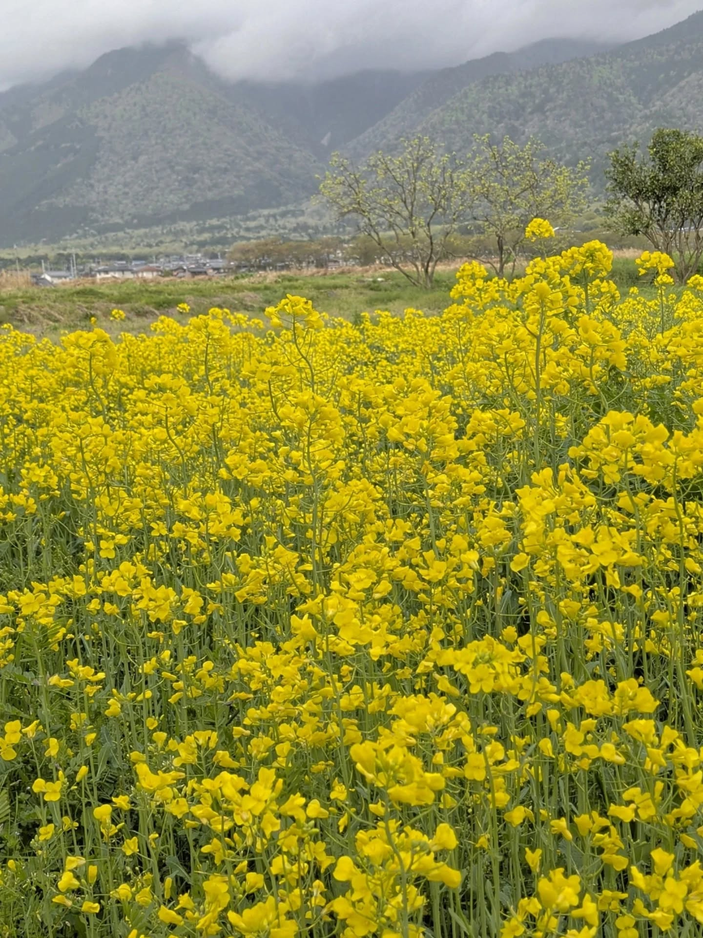 【4.16 ツチミズレポート】