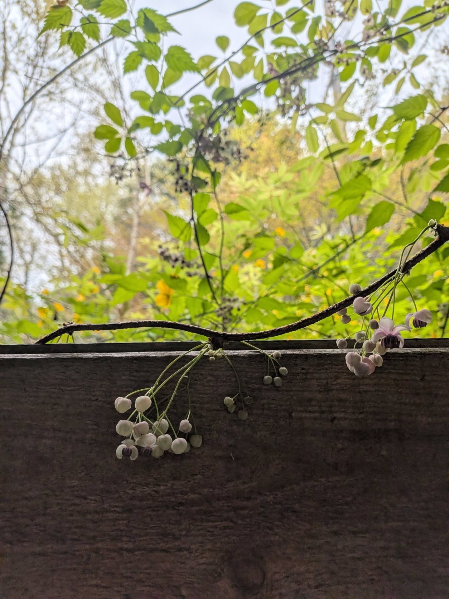 【アケビの花】