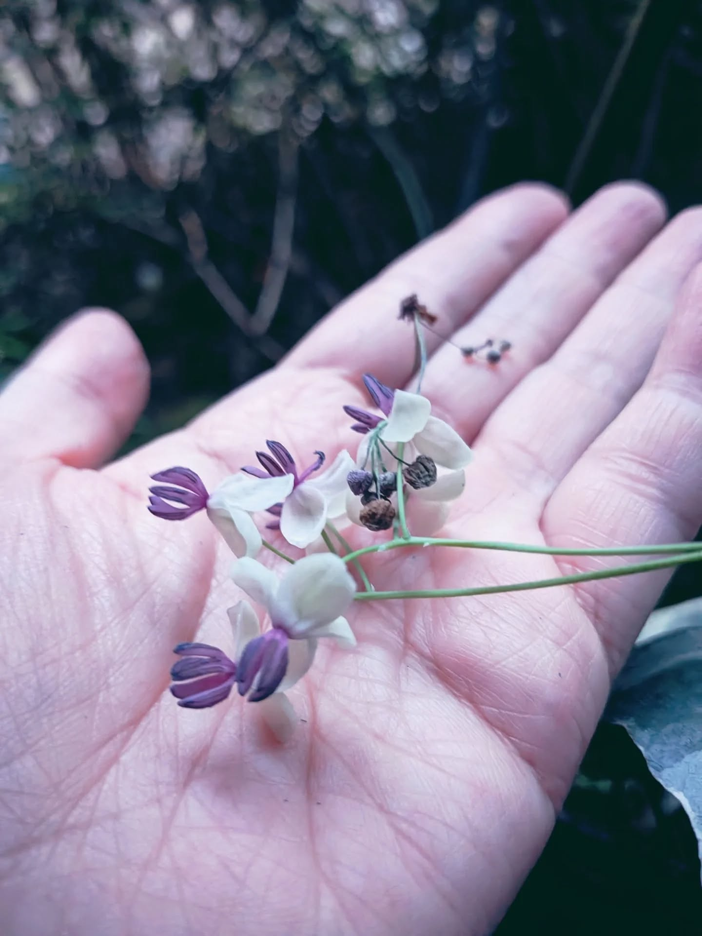 【アケビの花】