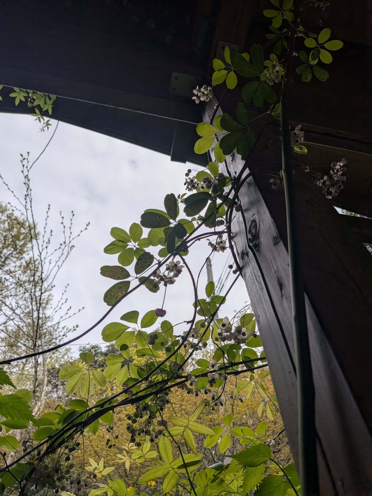 【アケビの花】