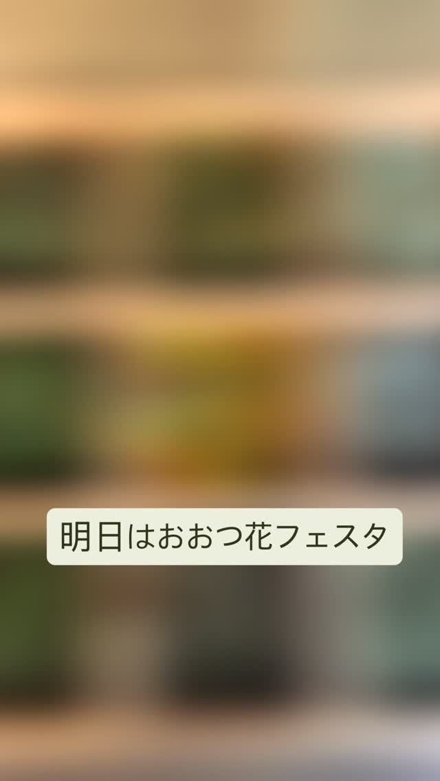 明日はおおつ花フェスタです！